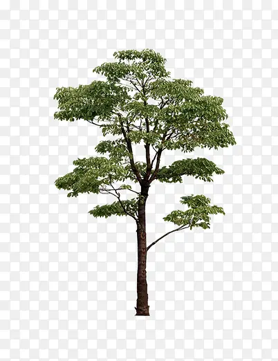 �������̻�ֲ��-������