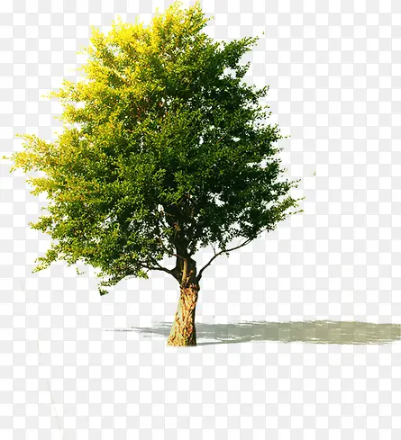 ��ɫ���۽Ƕ���Ӱ-������