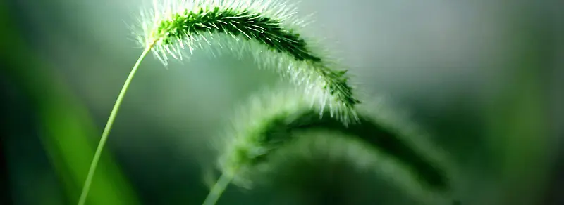 ��ɫ�Ĳ�-������