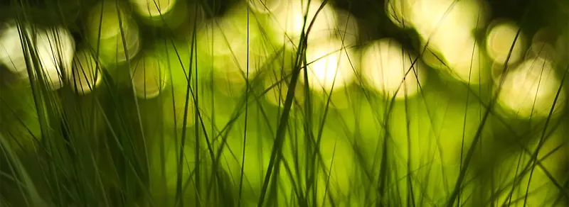 ��ɫ�Ĳ�-������