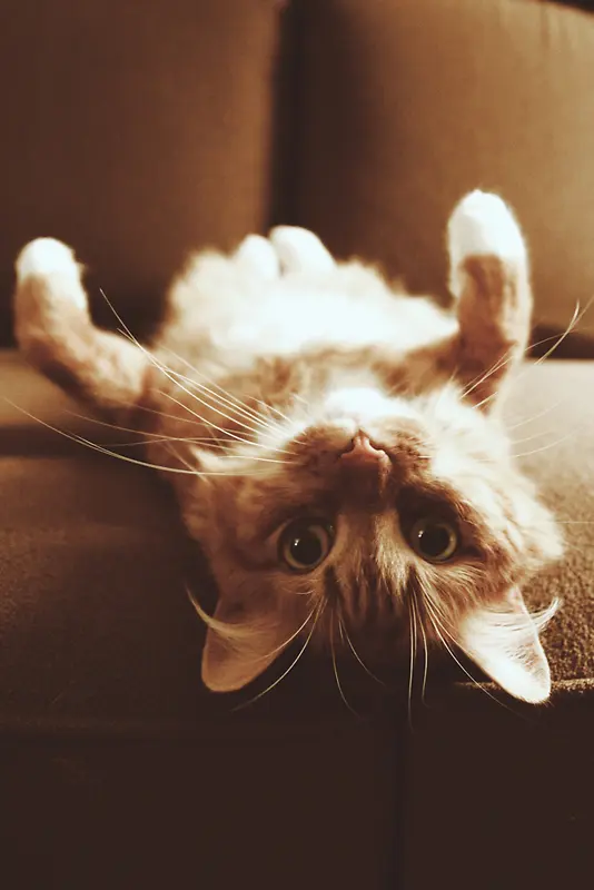 ������Ӱ�ɰ���С����-������