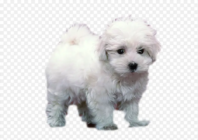 ʱ�а�ɫëë����-������