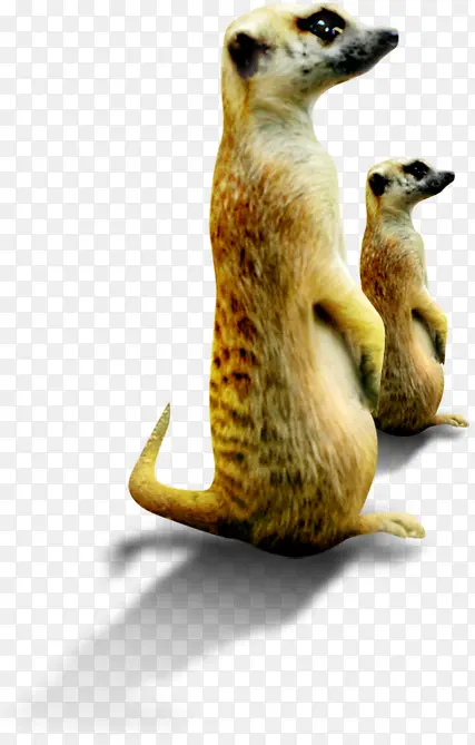 ����ɰ������ͼ-������