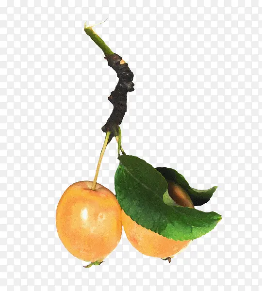 ��ɫˮ��Ҷ��-������