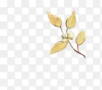 ��Ҷˮ����Ҷ-������