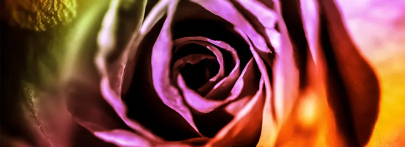 ��ɫ��õ��-������