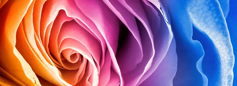 ��ɫõ��-������