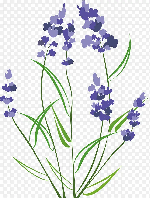 ޹�²�ͼ��ʸ��ͼ-������