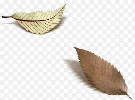 ������Ӱ����Ҷ����-������