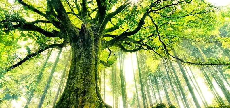 ��Ӱϵ�б���-������