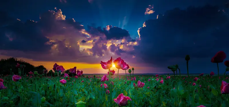 ��Ӱϵ�б���-������