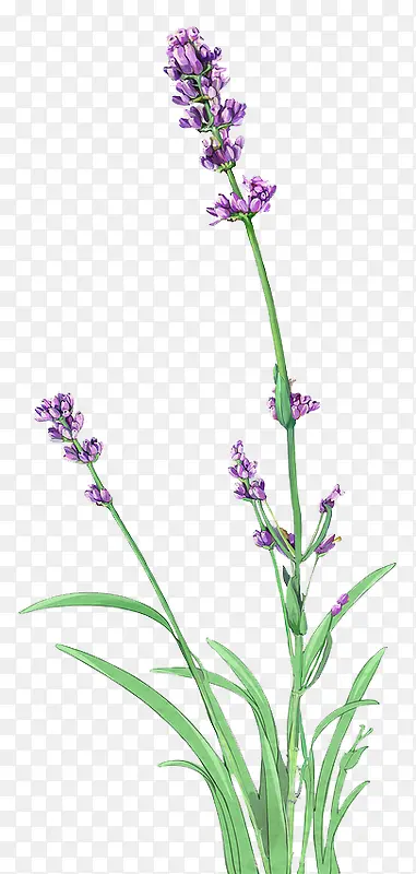 ޹�²�-������