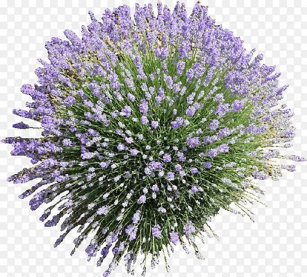 ʢ��޹�²�-������