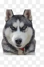 ������Ӱ��ɫ���-������