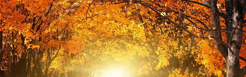 ���챳���ز���Ȼ�����ز�-������