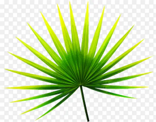 ������Ӱ��ɫ��Ҷ-������