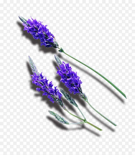 ޹�²�-������