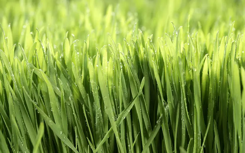 ����Ч���̲ݸ�����Ӱ-������