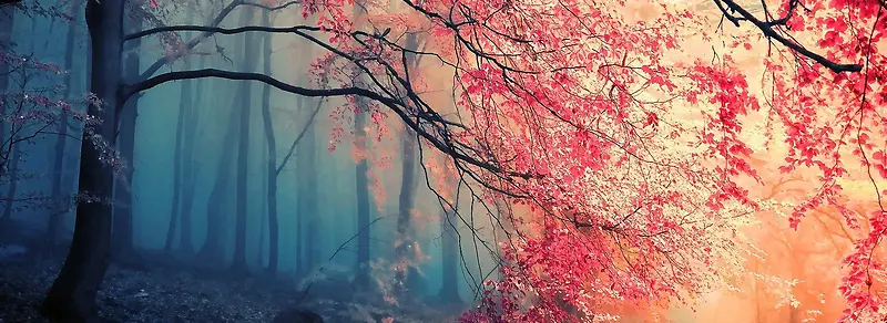 ��ɫ����-������