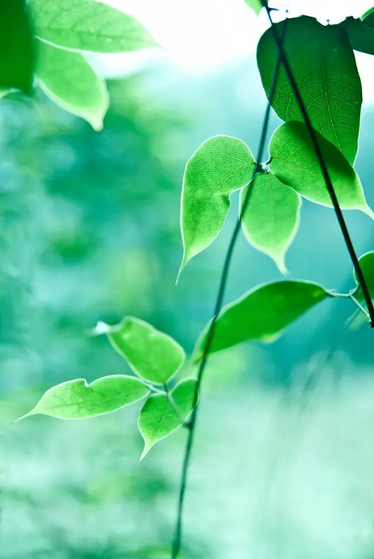 ����Ч��������Ӱ-������