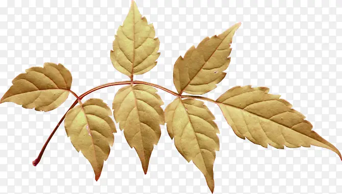 ��Ҷ�����֦-������