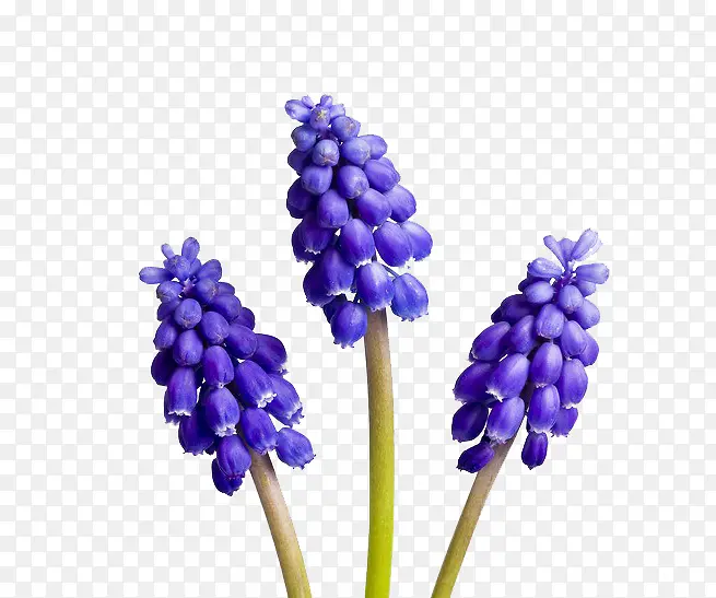 ޹�²ݻ���-������