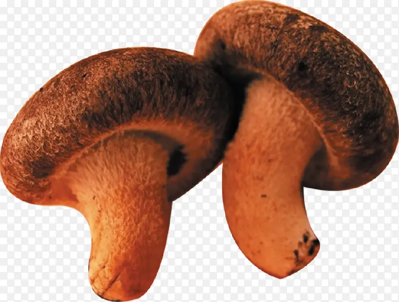 �㹽-������