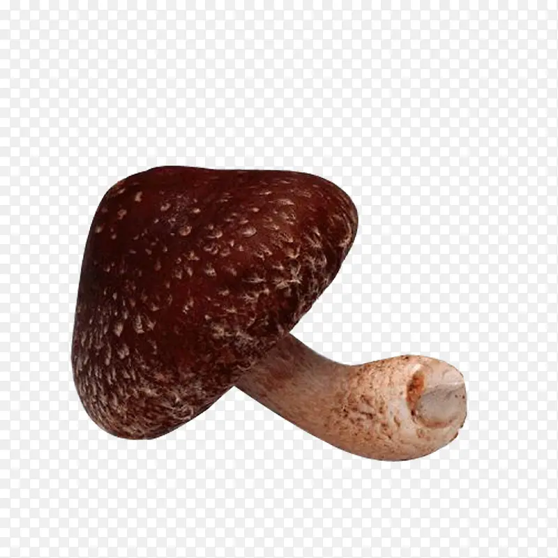 �㹽-������