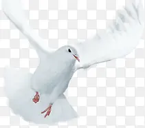 ��ɫ�׸���Ӱ�Ƕ�-������