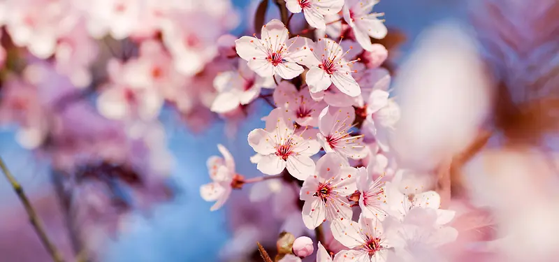 ��Ʒ����-������