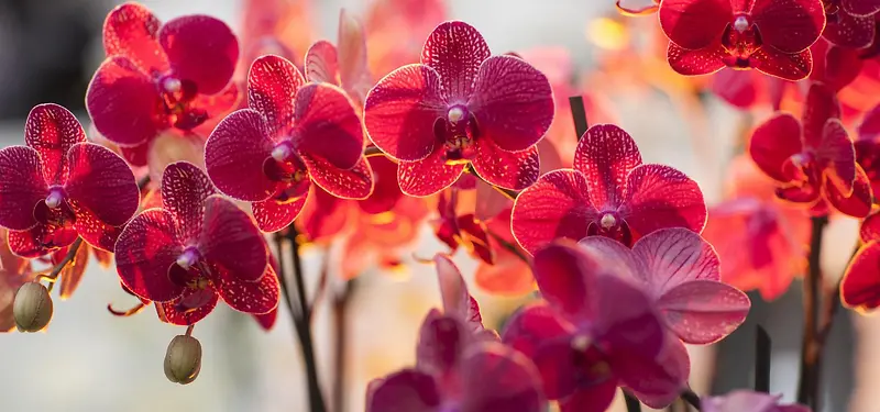 ��Ʒ����-������