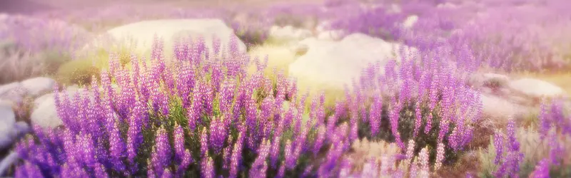 �λ�޹�²ݱ���-������