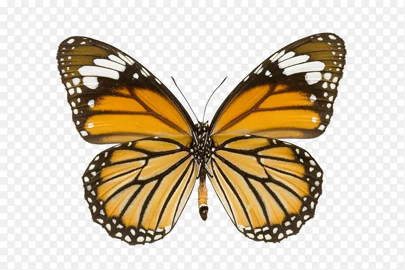 ������ɫ����-������