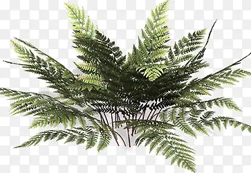 ��ֲ֦����֦-������