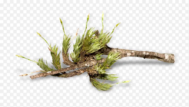 ����֦-������