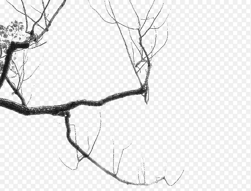 ����֦-������