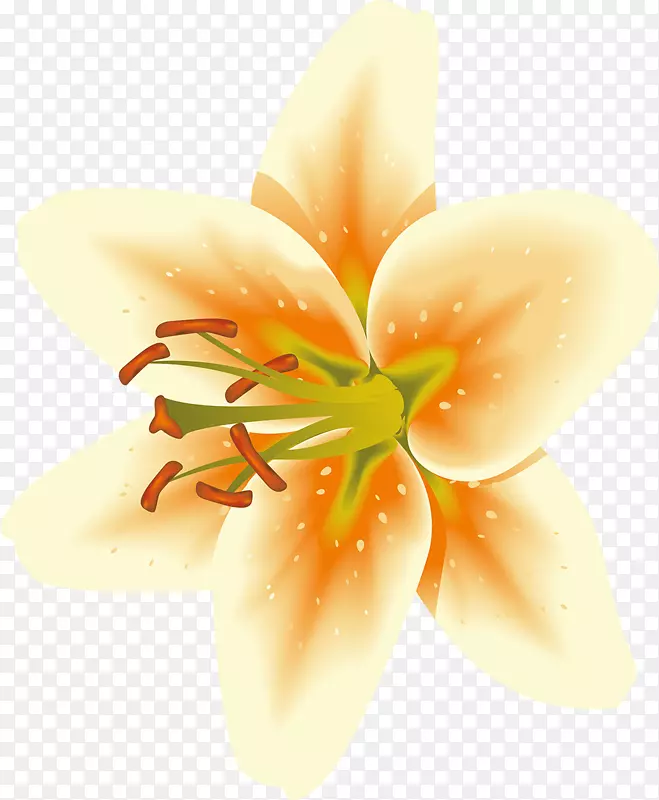 ����ֲ�ﻨ���ѧ��-����-������