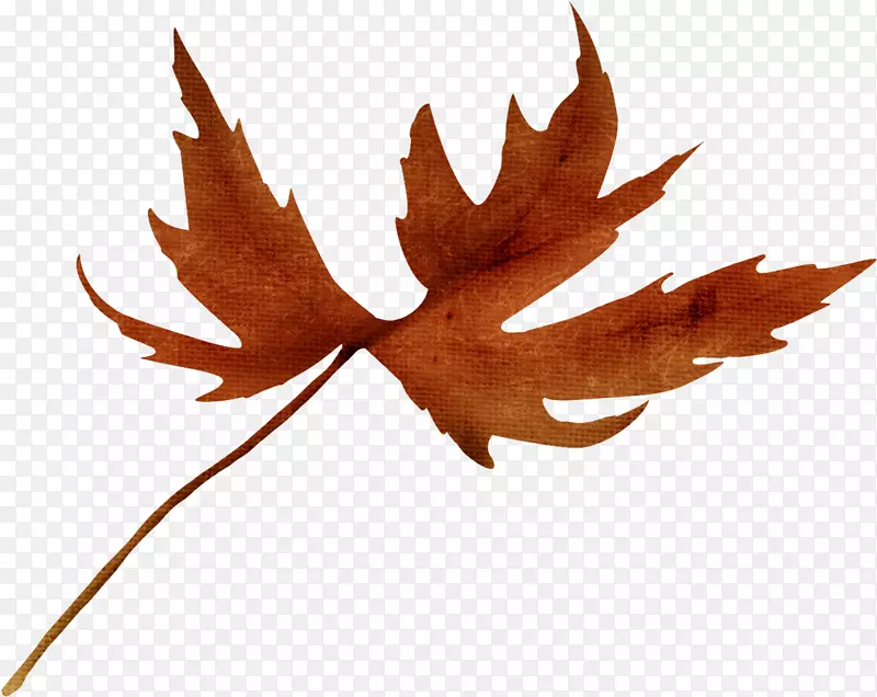 ֲ�ﻨˮ�ʻ�-�㽶Ҷ-������