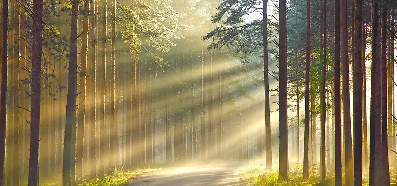 ɭ�ֱ���-������