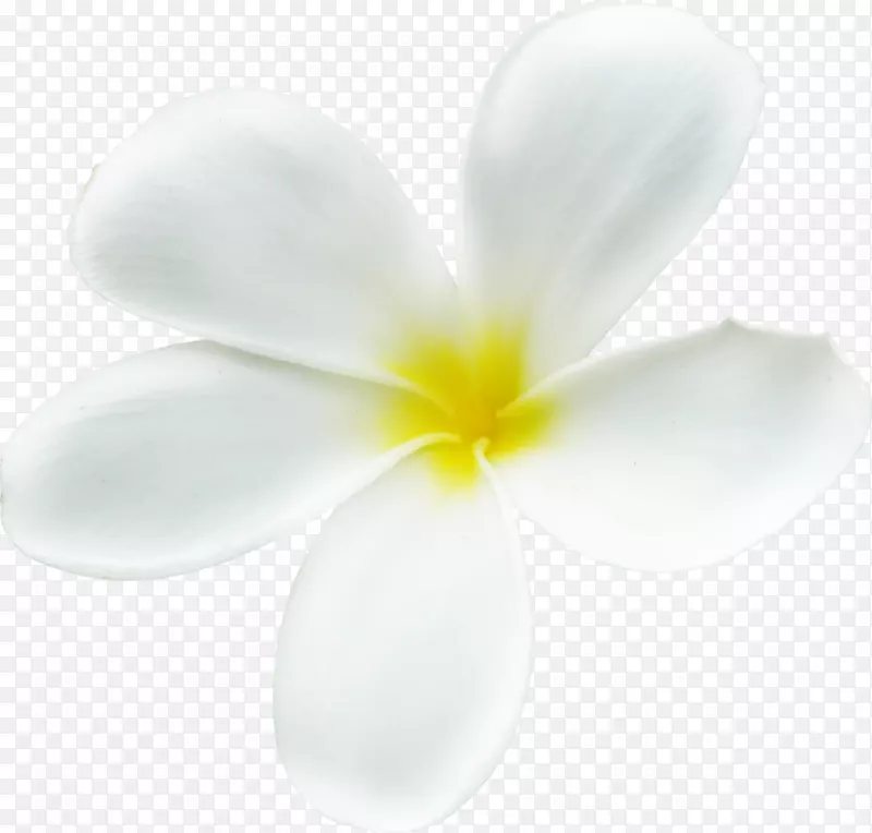 ����ֲ�ﻨ�꿪��ֲ�����ǰ��-������