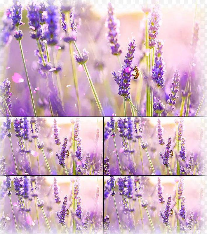 Ψ��޹�²�-������