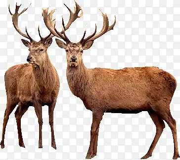 �����¹�ز�-������