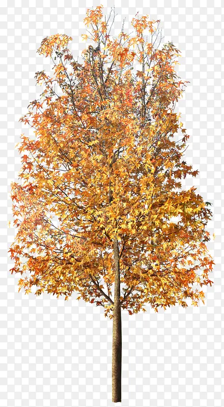 ��ɫ��-������