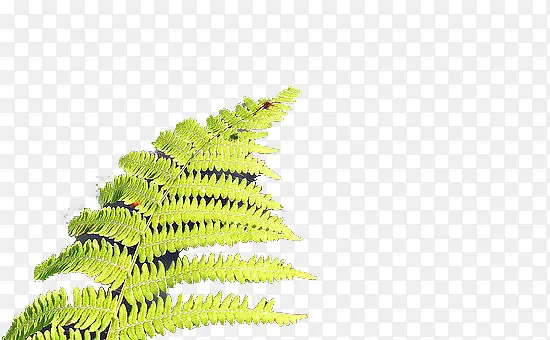 �ʲ�-������