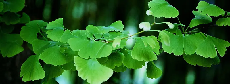 ���ⱳ��-������