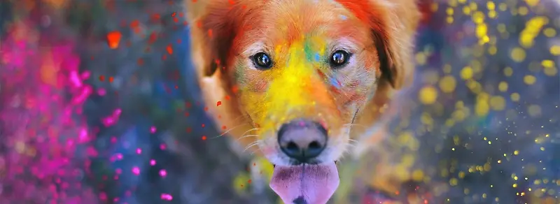 ��ɫ�Ĺ�-������