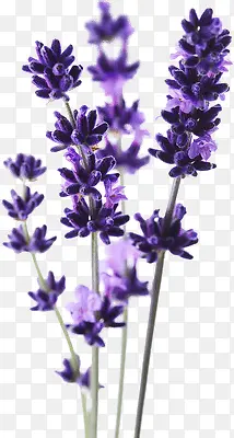 ����޹�²�-������