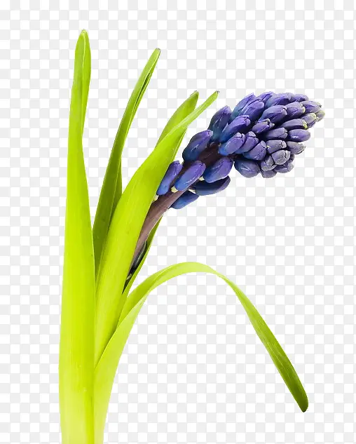 ޹�²ݻ���-������