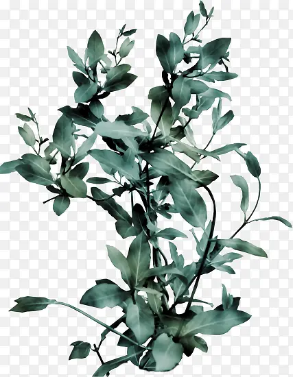 ��֦װ��-������