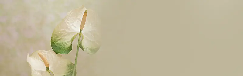 ��Ȼ����-������